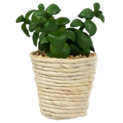 Kirkland's Home Succulents In Twine Planters, Set Of 3- Arrangements & Greenery
