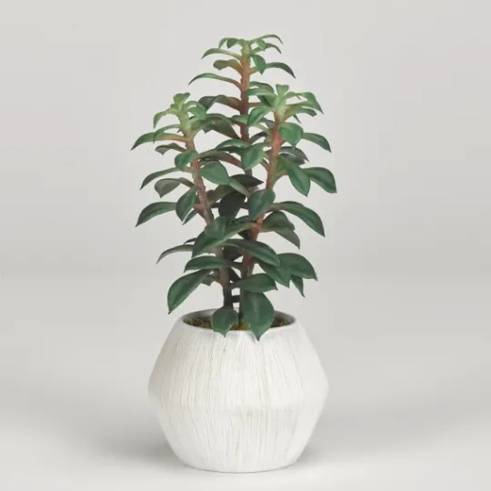 Kirkland's Home Succulents In White Ceramic Planter- Arrangements & Greenery
