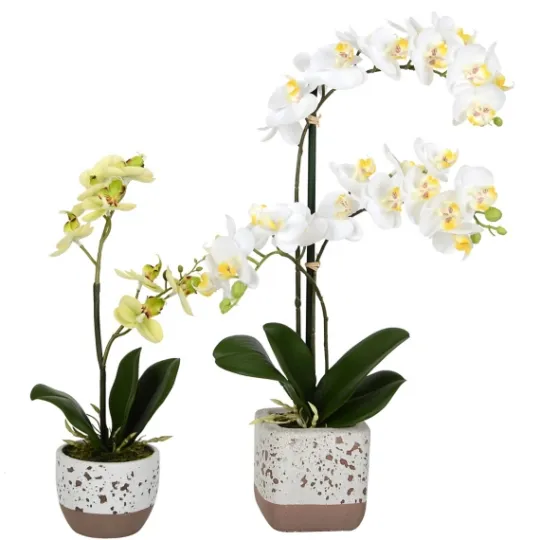 Kirkland's Home Sunshine Orchids In Speckled Planters, Set Of 2- Arrangements & Greenery