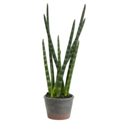 Kirkland's Home Tiger Tail Succulent In Distressed Planter- Arrangements & Greenery