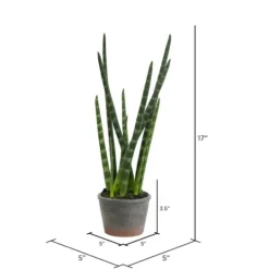 Kirkland's Home Tiger Tail Succulent In Distressed Planter- Arrangements & Greenery