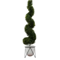 Kirkland's Home Twisted Boxwood Topiary In White Pot- Trees & Topiaries