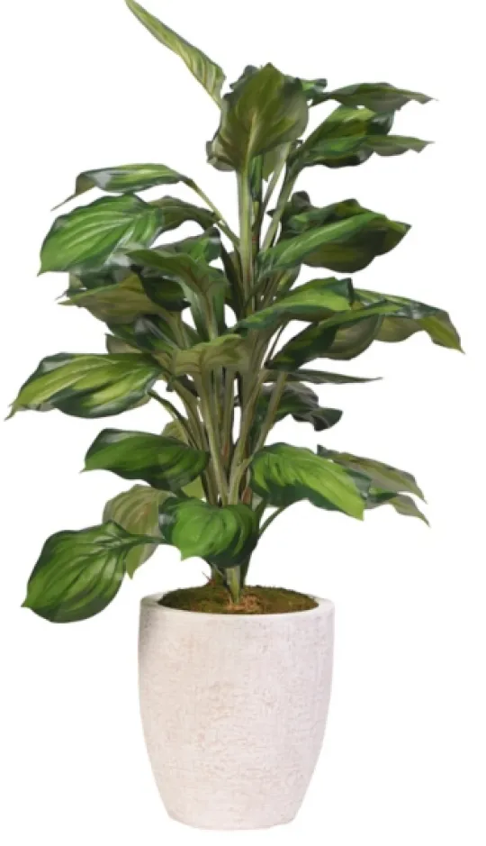 Kirkland's Home Variegated Hosta Plant In Textured Planter- Stems & Bouquets