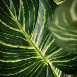 Kirkland's Home Veined Zebra Palm Potted Plant- Trees & Topiaries