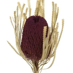 Kirkland's Home Violet Dried Jumbo Banksia Stems, Set Of 3- Stems & Bouquets