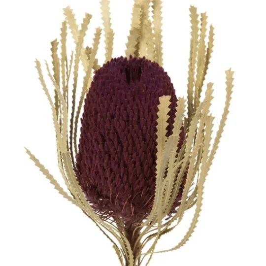 Kirkland's Home Violet Dried Jumbo Banksia Stems, Set Of 3- Stems & Bouquets