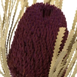 Kirkland's Home Violet Dried Jumbo Banksia Stems, Set Of 3- Stems & Bouquets