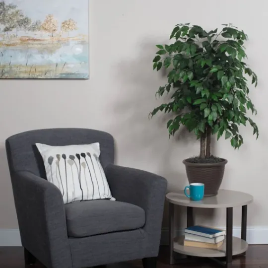 Kirkland's Home Wood Trunk Ficus Bush In Rattan Basket- Trees & Topiaries