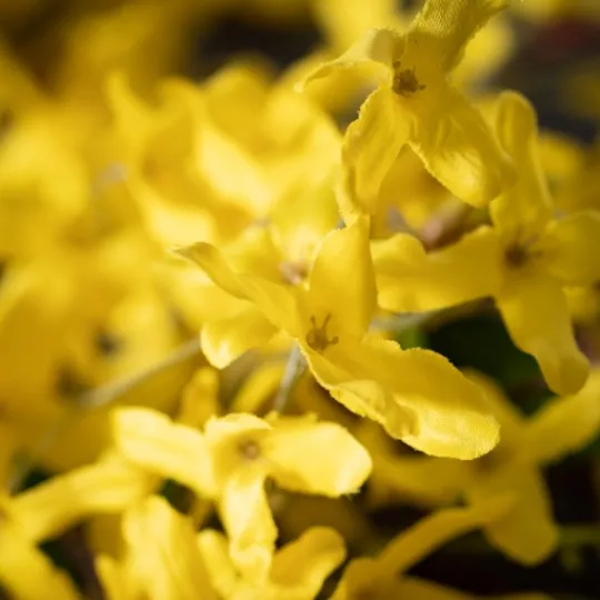 Kirkland's Home Yellow Blooming Forsythia Twig Wreath- Wreaths